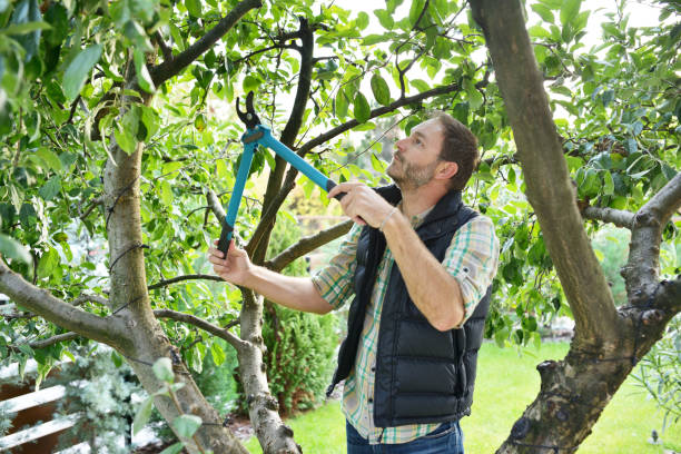 Tree Branch Trimming